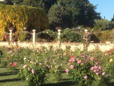 Panoramica sul giardino delle rose. Sul fondo � ben visibile la cascata dorata della bignonia gialla che riveste l'emiciclo